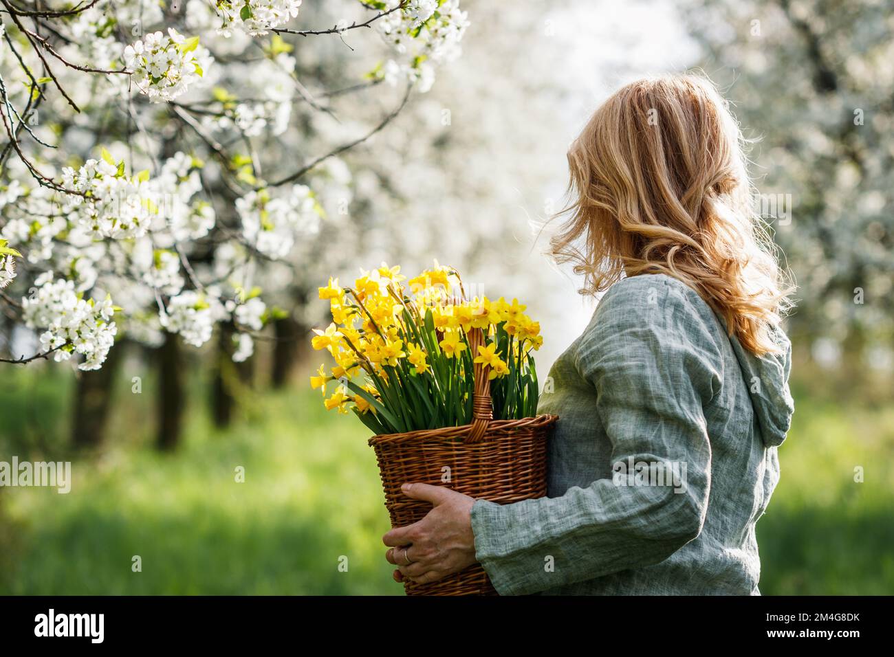 Femme avec des fleurs de jonquille dans le panier marchant dans le verger de cerisier en fleur. Saison de printemps dans la nature Banque D'Images
