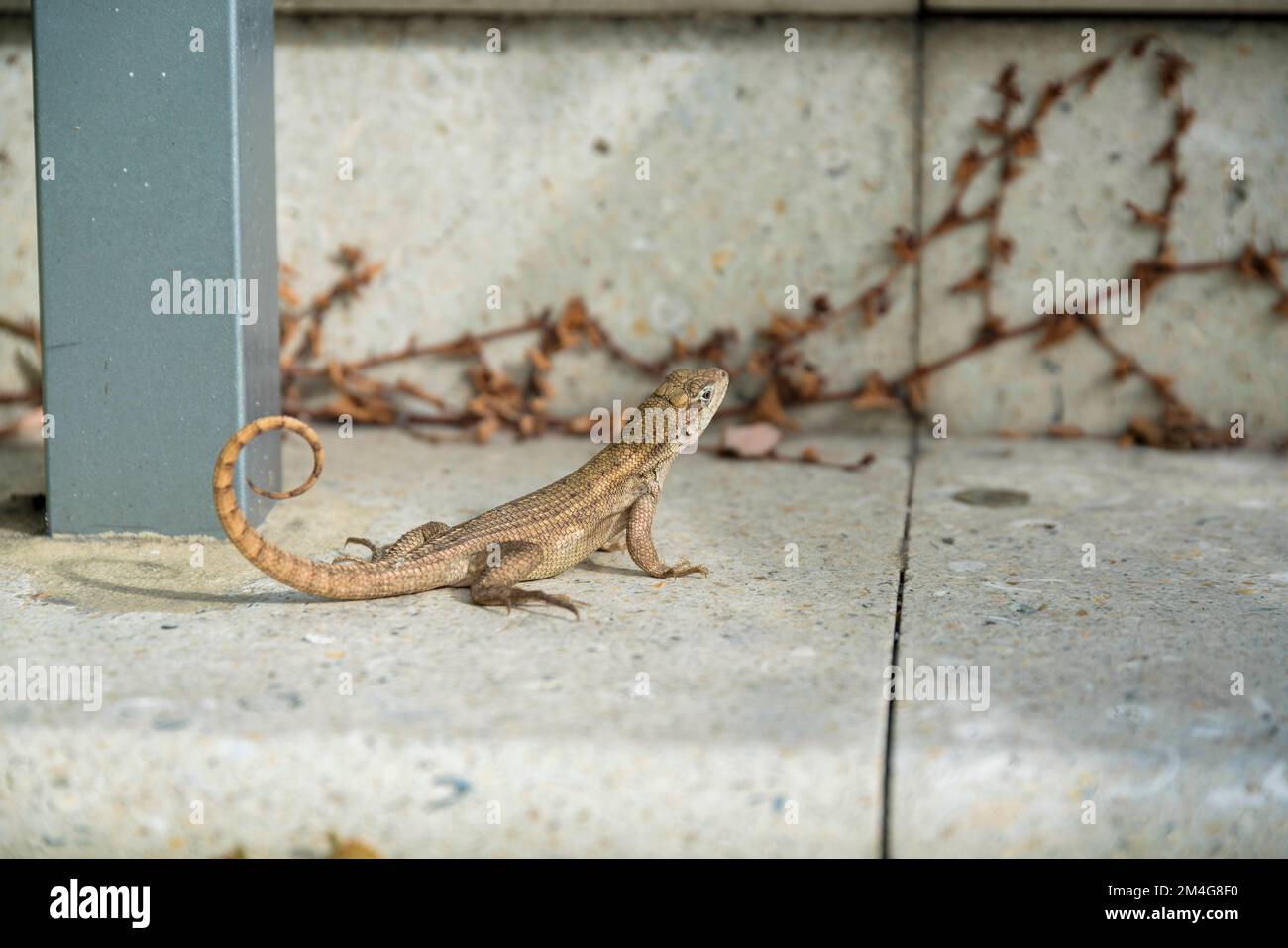 Lézard à queue caillé sur une chaussée en béton vue rapprochée - Miami, Floride. Cliché sélectif d'un lézard près du pilier gris sur la gauche contre le TH Banque D'Images