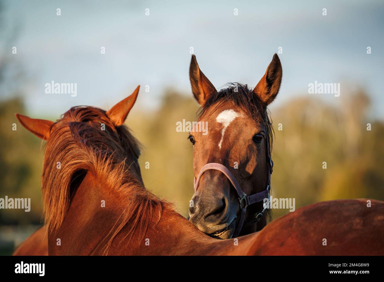 Deux chevaux piquant, rayant et se toilettant les uns les autres sur le pâturage. Comportement animal Banque D'Images