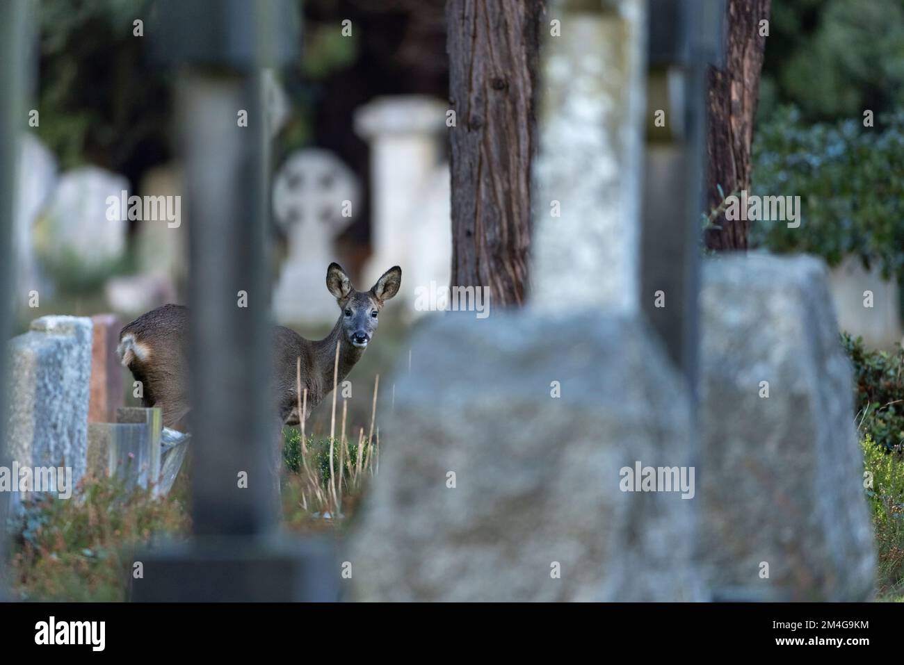 Cerf de Virginie européen Caprelous Capriolus, adulte dans le cimetière, Royaume-Uni, novembre Banque D'Images