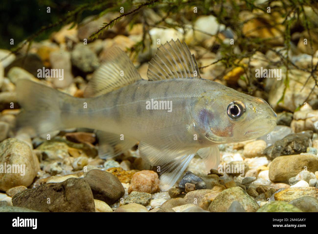 pike-perch, zander (Stizostedion lucioperca, Sander lucioperca), juvénile, Allemagne Banque D'Images