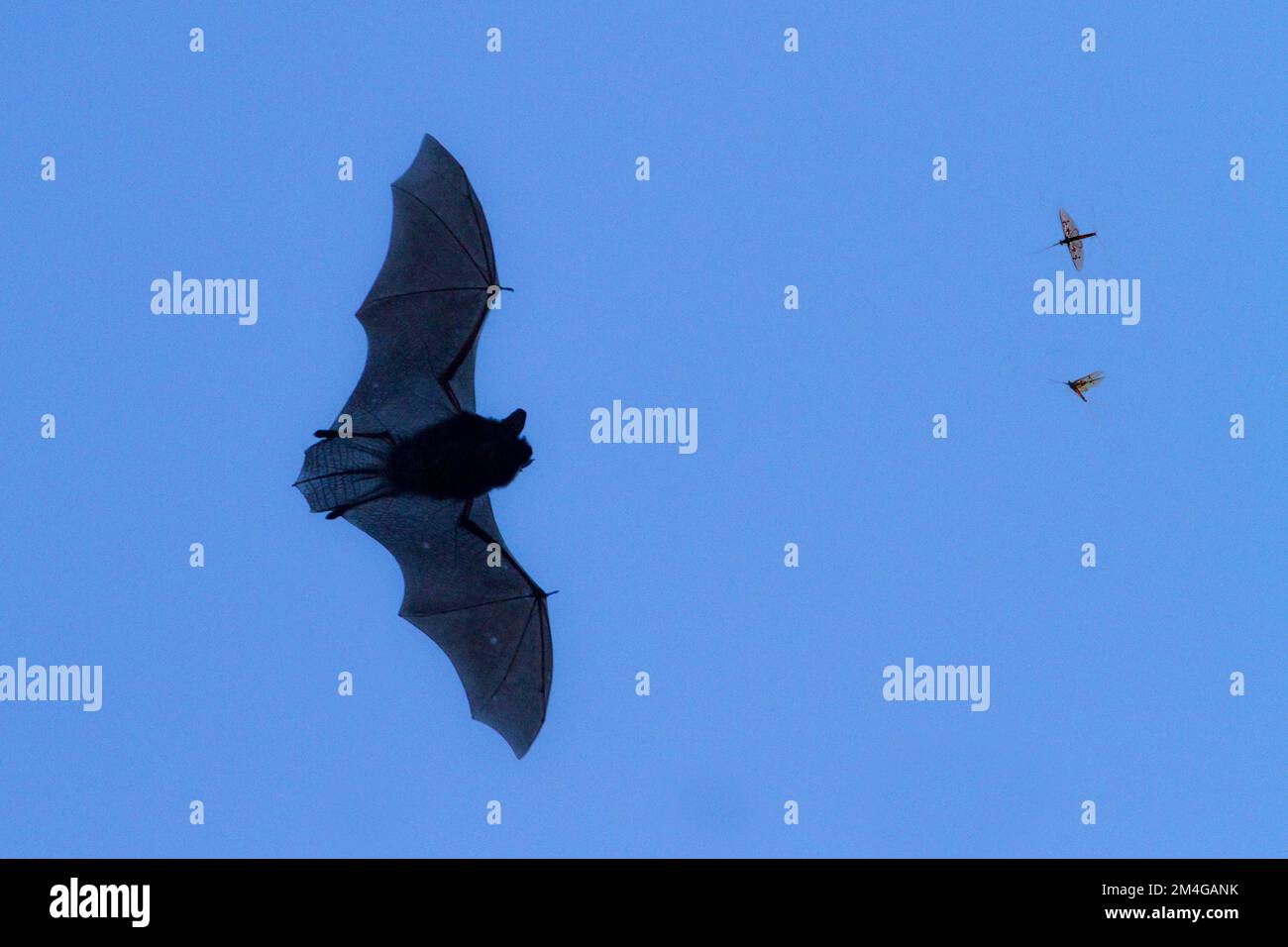 Pipistrelle commune (Pipistrellus pipistrellus), chasse les éphémères, l'Allemagne, la Bavière Banque D'Images