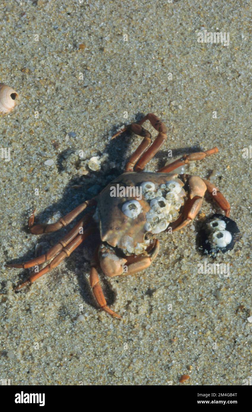Crabe vert, crabe vert, crabe nord-atlantique (Carcinus maenas), avec des barnacles, Allemagne Banque D'Images