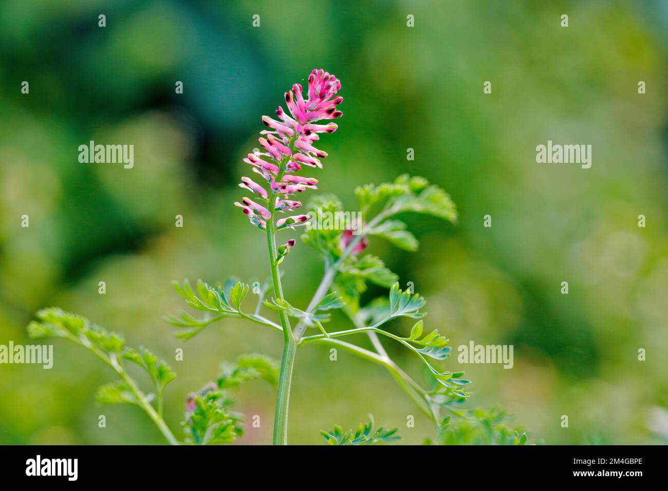 Fumante commune, fumante de drogue (Fumaria officinalis), inflorescence et feuilles, Allemagne, Rhénanie-du-Nord-Westphalie Banque D'Images