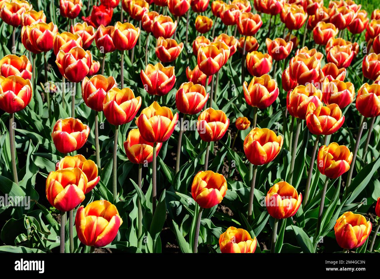 Beaucoup de tulipes rouges et jaunes vives délicates en pleine fleur dans un jardin ensoleillé de printemps, magnifique extérieur floral fond photographié avec une mise au point douce Banque D'Images