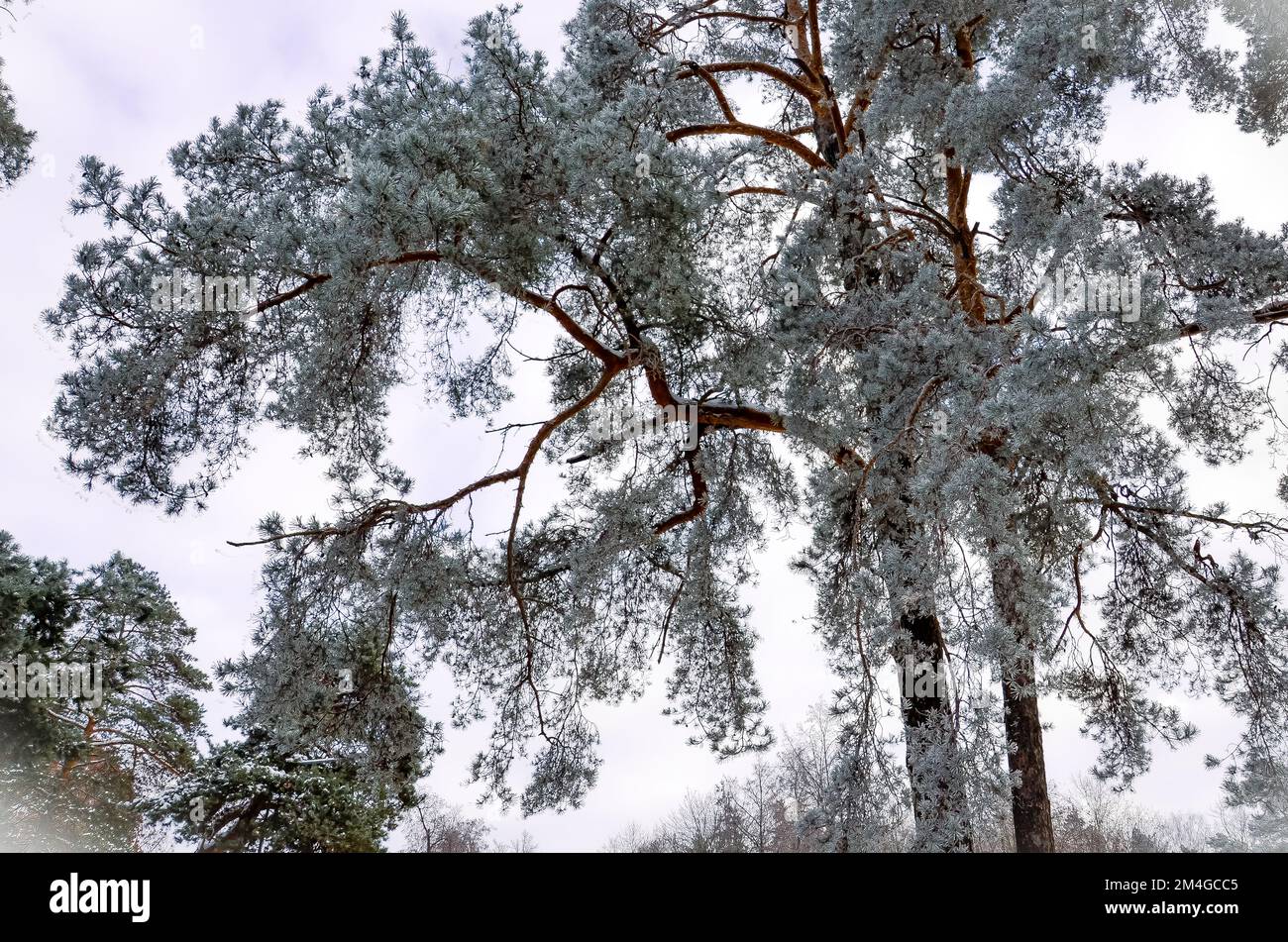 Arbre de pin Banque D'Images