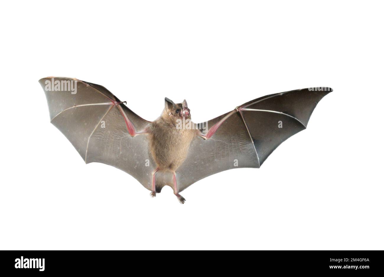 La chauve-souris à queue courte de Seba (Carollia perspicillata) vole isolée sur fond blanc Banque D'Images