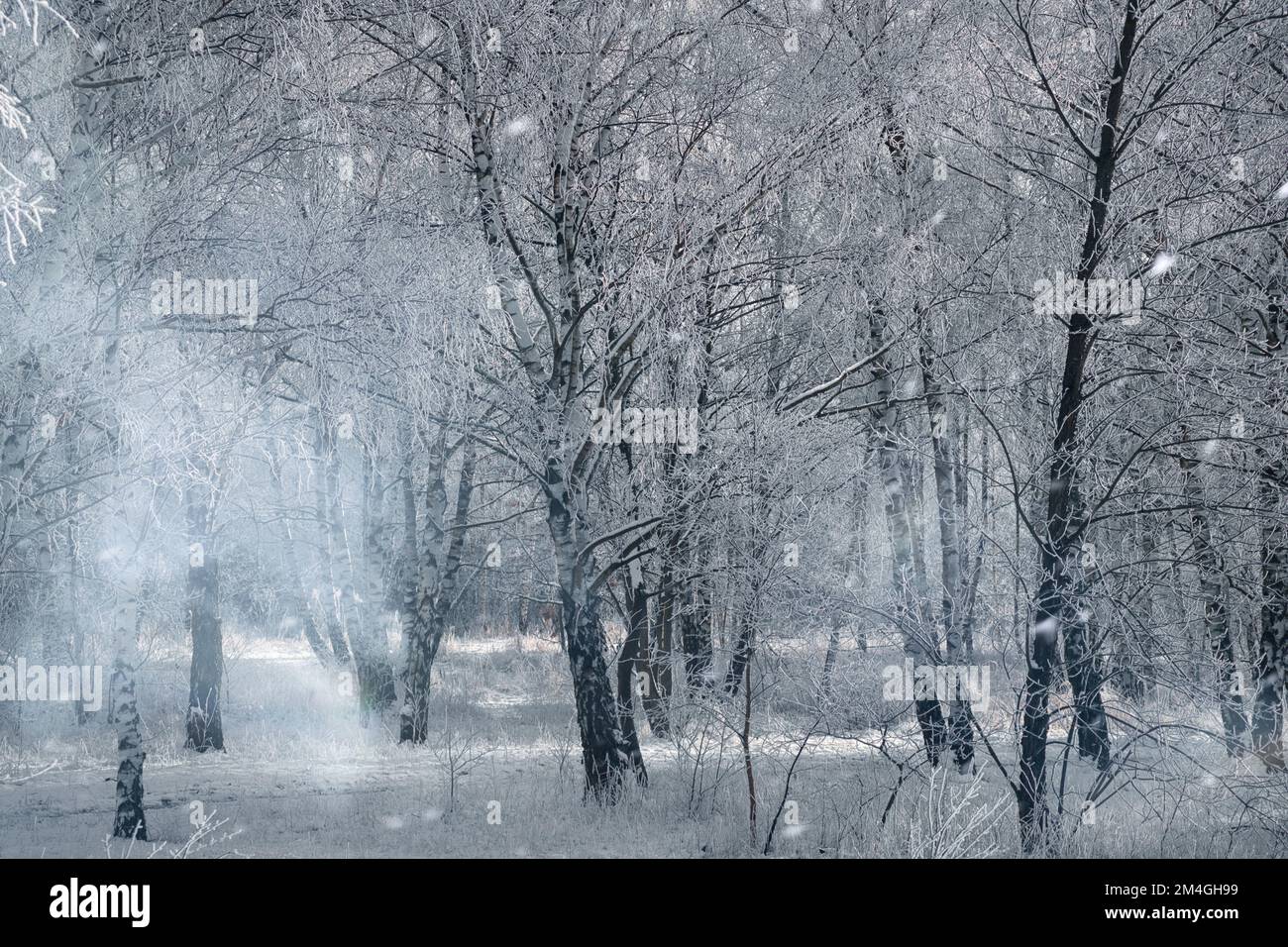 Forêt de bouleau enneigé à la périphérie de Berlin.Le gel forme des cristaux de glace sur les branches.De l'air clair et froid et des rayons du soleil lors de la marche. Banque D'Images