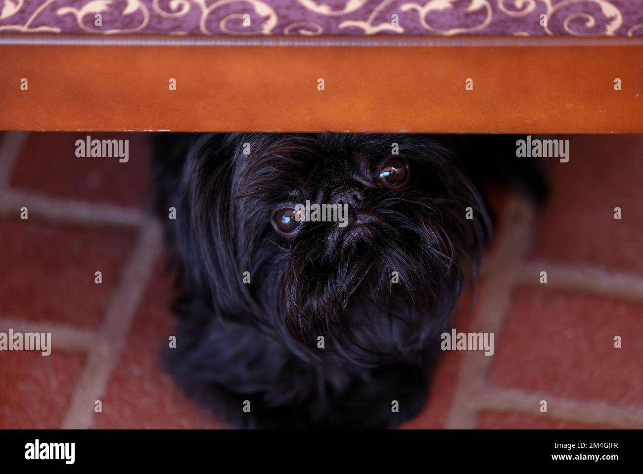 Le chien Griffon de Bruxelles se cachant sous une chaise a l'air inquiet Banque D'Images