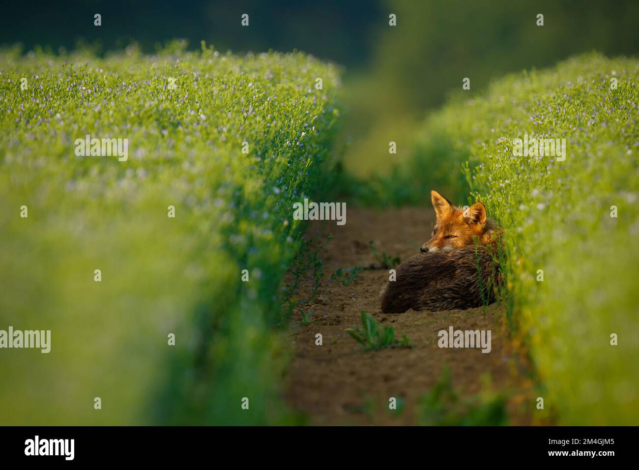 Renard roux reposant sur les chenilles du tracteur dans le champ de lin. Renard roux fatigué entre les fleurs bleues. Renard roux, Vulpes vulpes, faune, Slovaquie. Banque D'Images