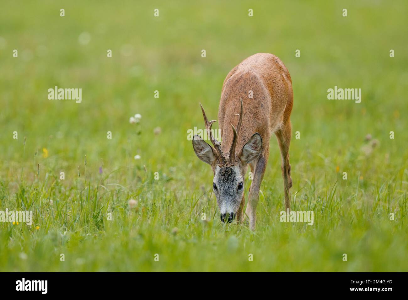 Le vieux buck de chevreuil arrache l'herbe. Cerf de Virginie mâle sur la piste de la femelle. L'été, la saison des rutting. Abaissement de la tête bas. Banque D'Images