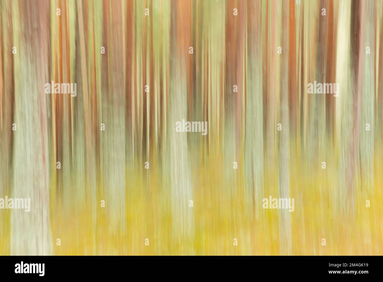 PIN écossais Pinus sylvestris, empreinte forestière artisanale, Loch VAA, Highlands, Écosse, Royaume-Uni, février Banque D'Images