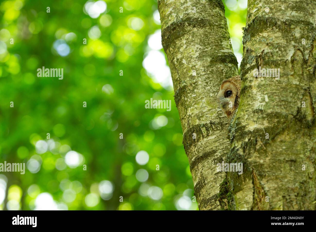 Tawny Owl Strix aluco (captif), homme adulte perché dans un arbre, Hawk Conservancy Trust, Andover, Hampshire, Royaume-Uni, Mai Banque D'Images