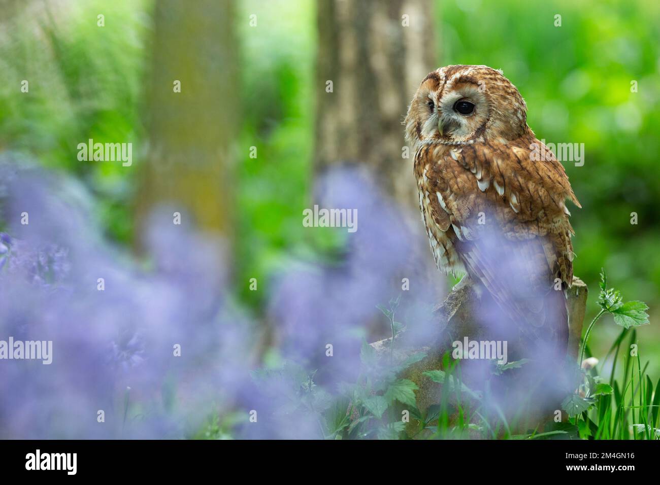Tawny Owl Strix aluco (captif), homme adulte perché sur la pierre tombale, Hawk Conservancy Trust, Andover, Hampshire, Royaume-Uni, Mai Banque D'Images