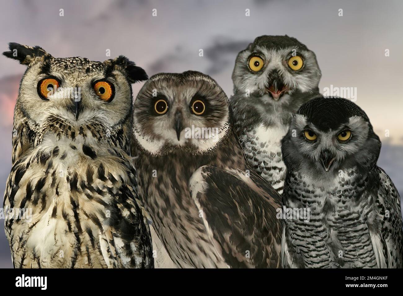 Une famille amicale de chouettes Banque D'Images