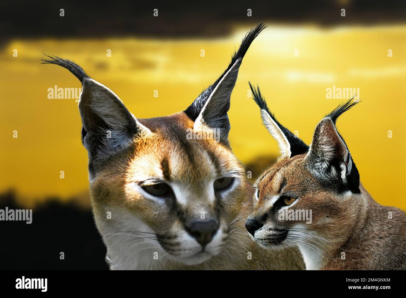 Caracal, lynx africain Banque D'Images