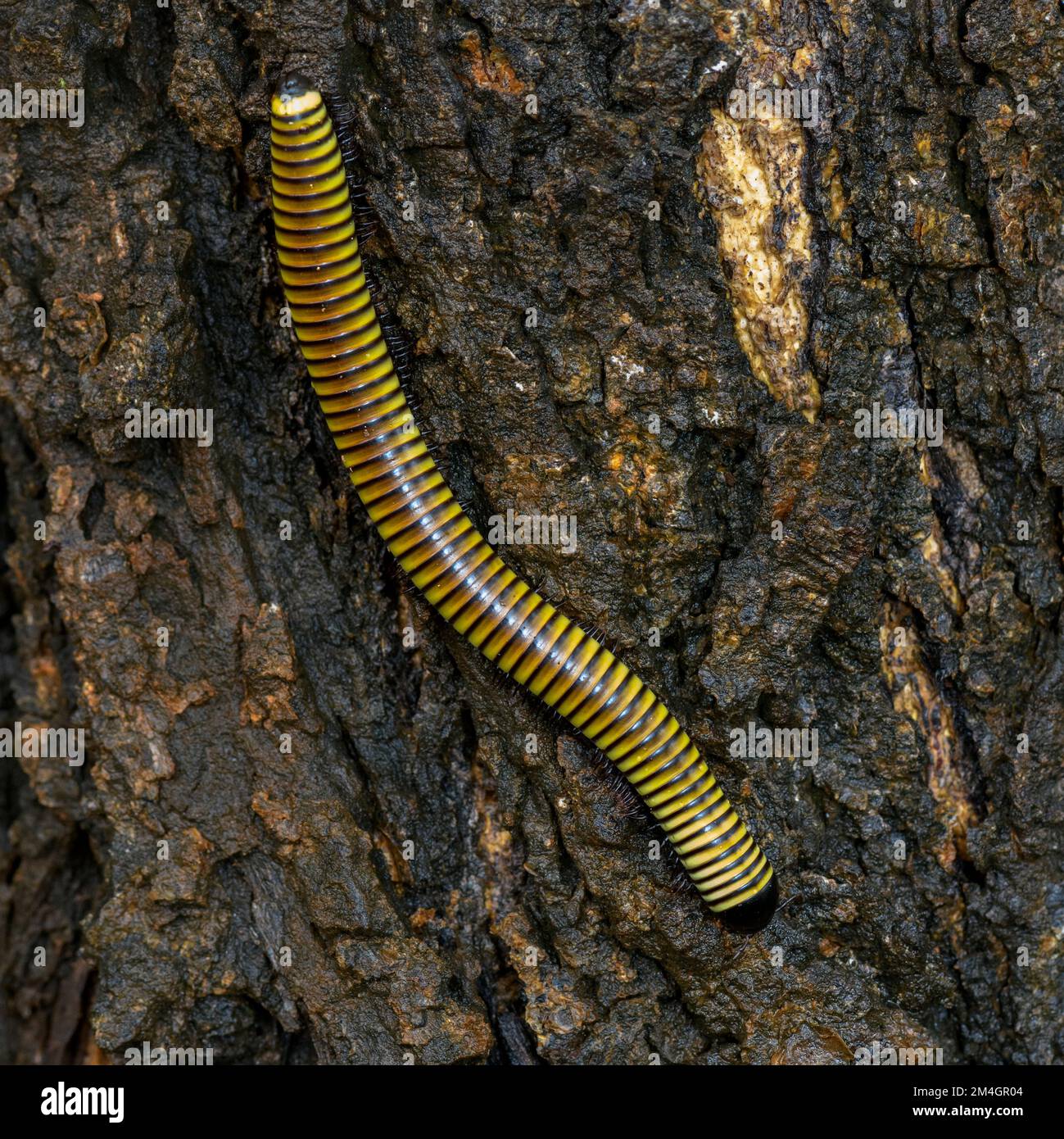 Millipède géant (Archispirostreptus sp.?, d'environ 10 cm de long) de Zimanga, Afrique du Sud. Banque D'Images