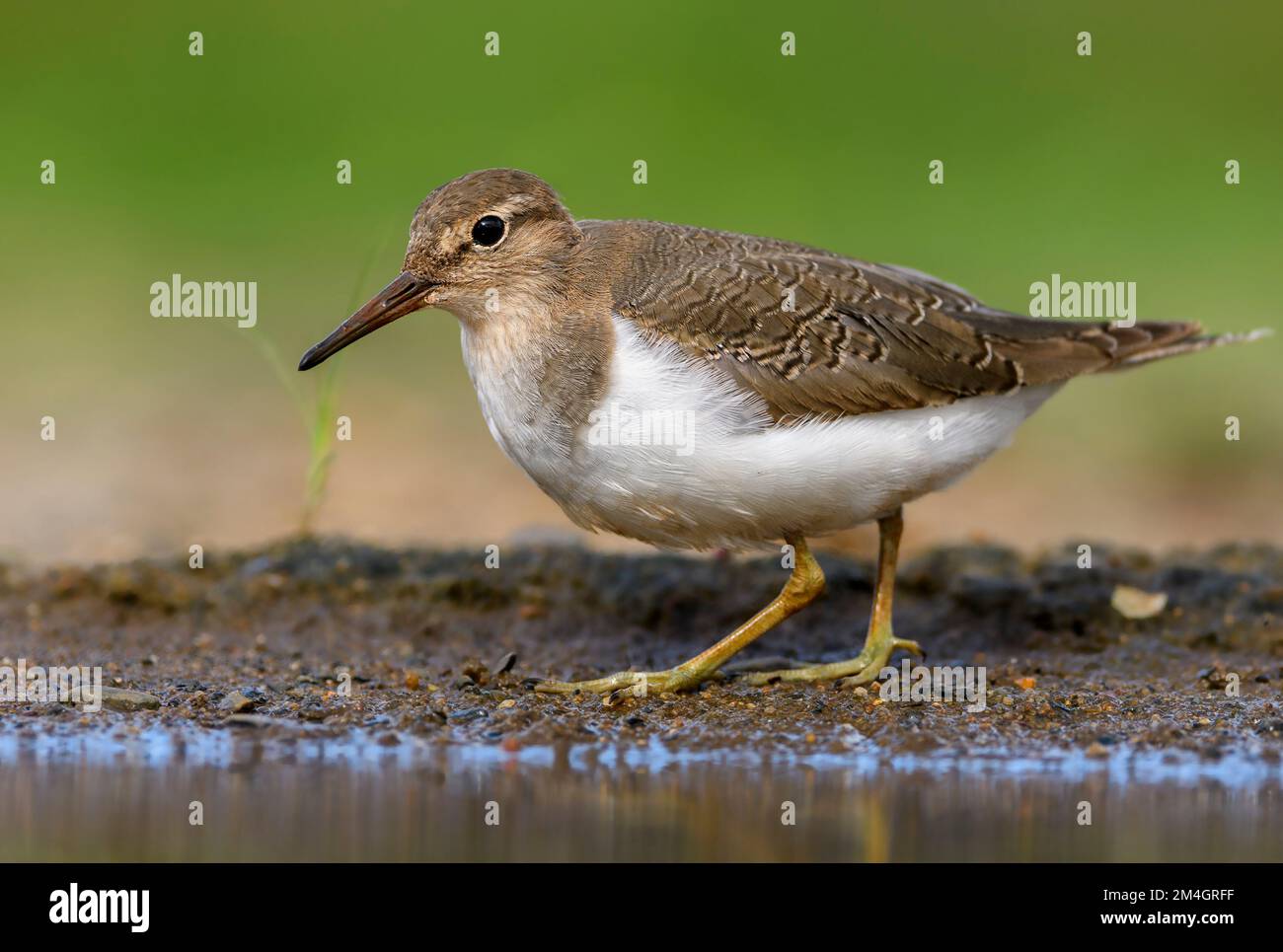 Ponceuse commune (Actitis hypoleucos) de Zimanga, Afrique du Sud. Banque D'Images