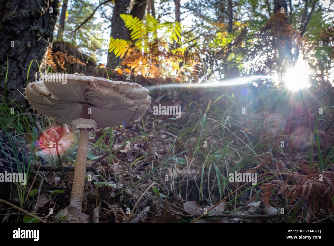 Belle grande végétation sauvage de champignons parasol dans la forêt - Macrolepiota procera Banque D'Images