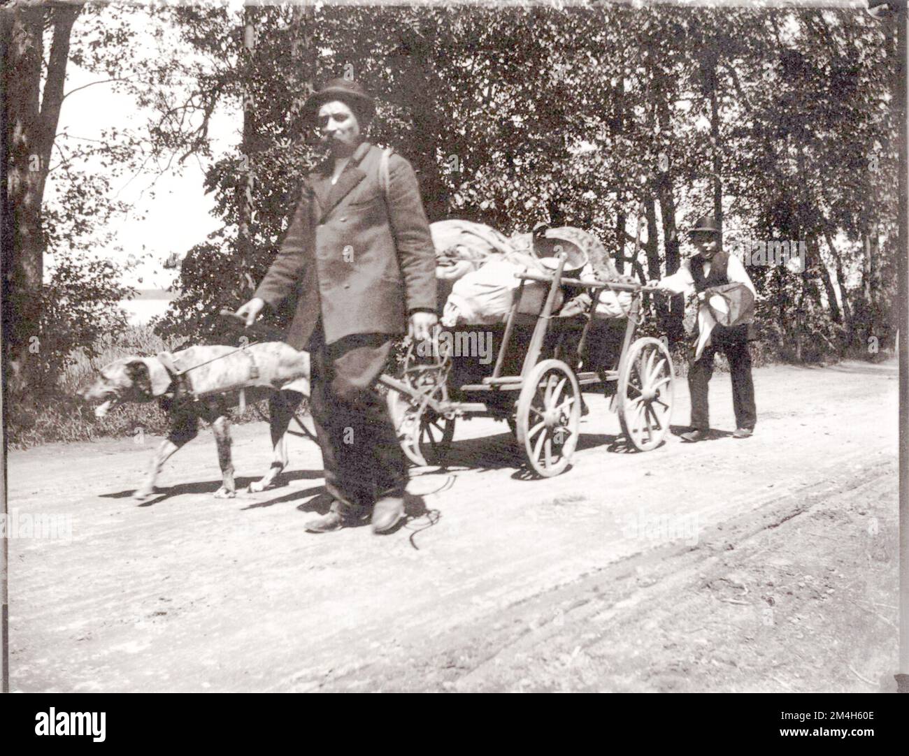 Heinrich Zille photographe allemand - vue inhabituelle du familier, pédalier avec équipe de chiens (photographie Zeno) Banque D'Images