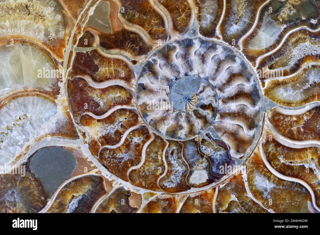Arrière-plans et textures : motif en spirale multicolore naturel, plaque en coquillages ammonites pétrifiés Banque D'Images