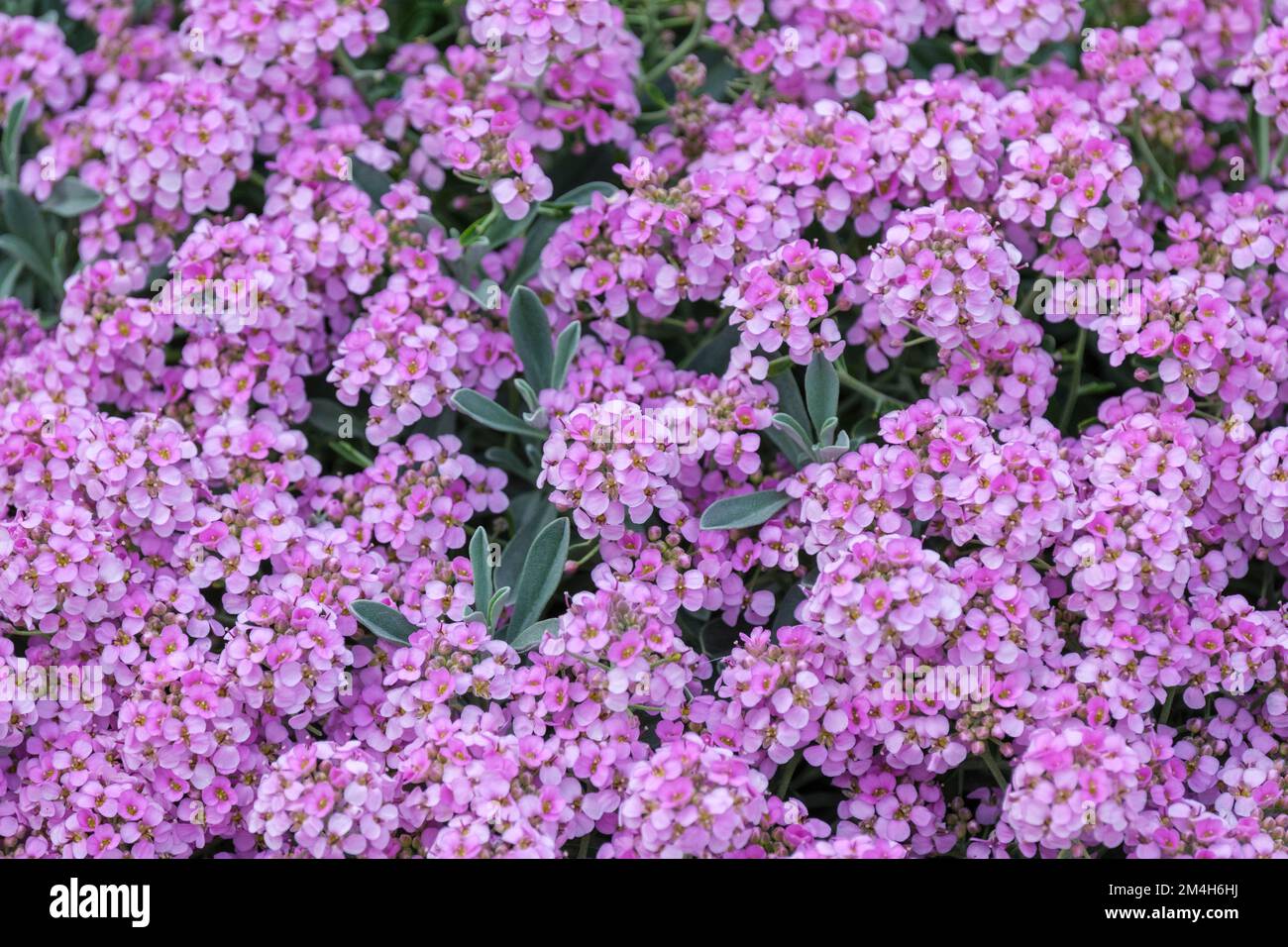 Alyssum spinosum Roseum, Spiny madwort Roseum, Ptilotrichum spinosum Roseum, fleurs roses en grappes Banque D'Images