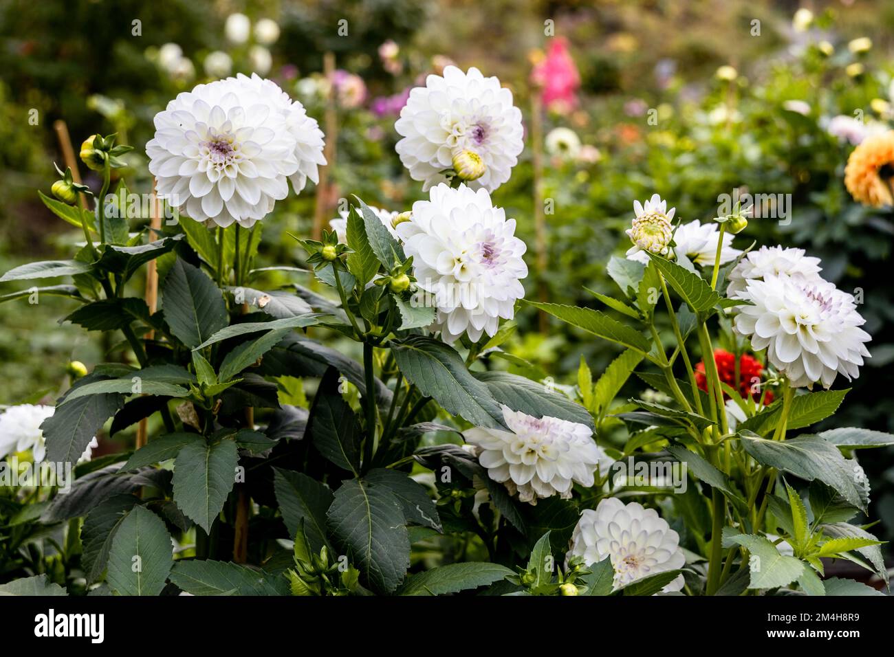 Dahlia Evelyn, fleurs de Dahlia blanc ornementale dans le jardin Banque D'Images