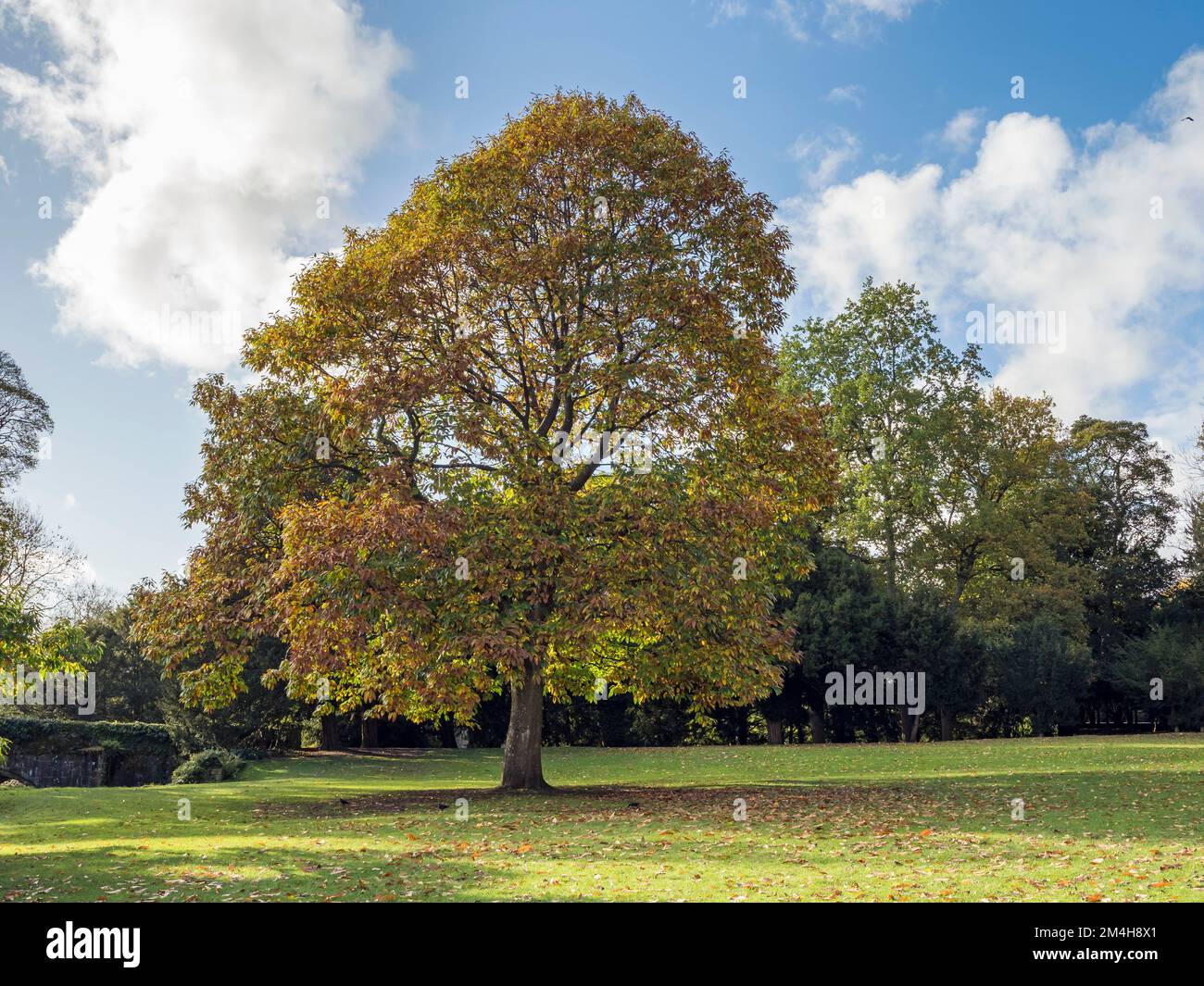 Châtaignier avec feuillage d'automne dans un parc Banque D'Images