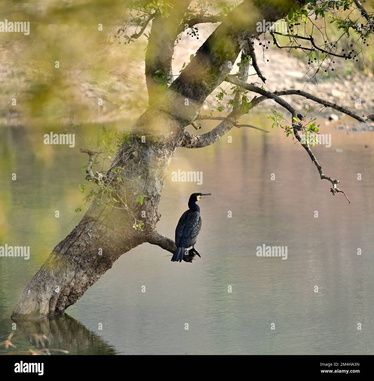 Parc national de Ranthambore | oiseau sur la branche des arbres Banque D'Images