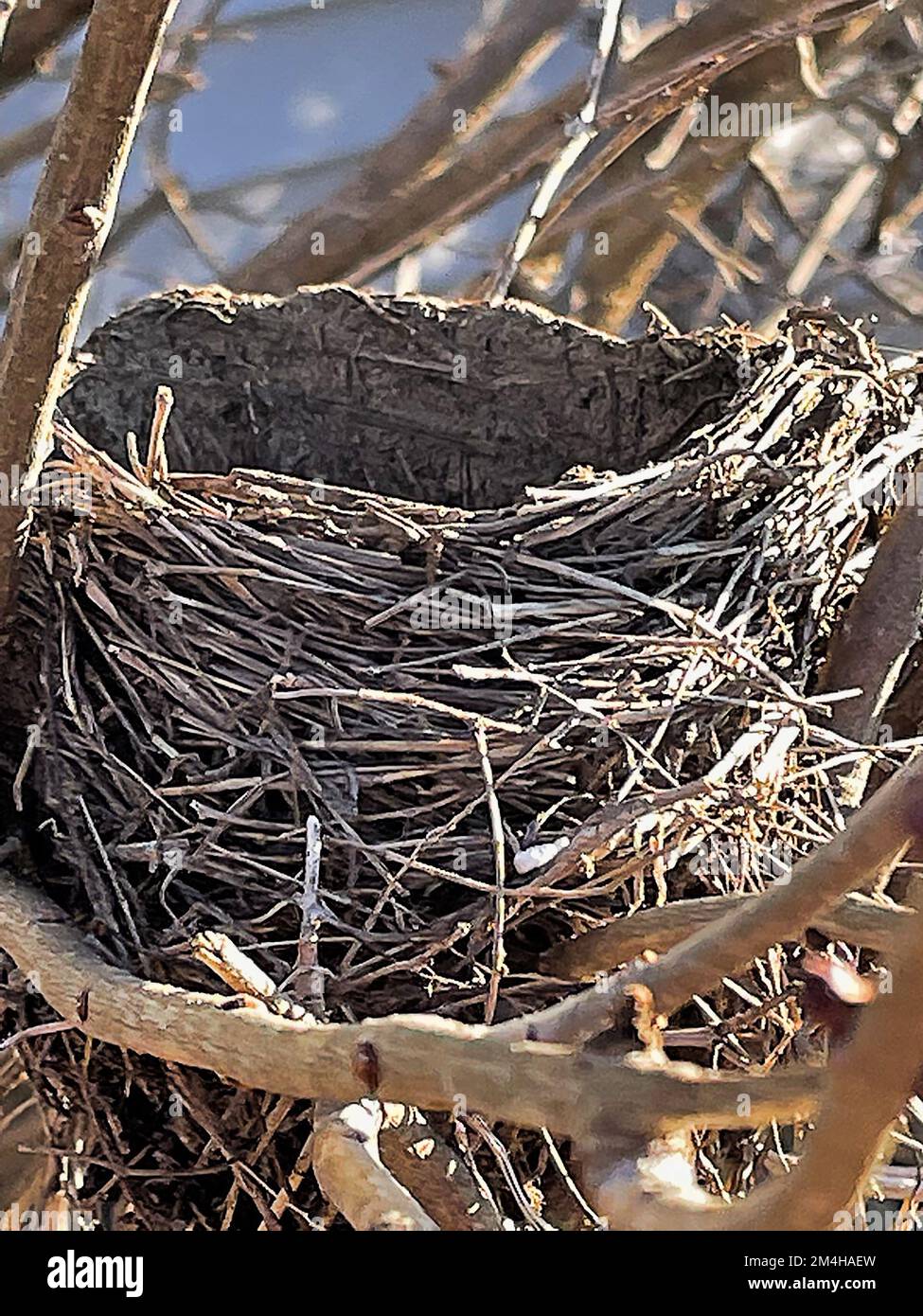 Nid d'oiseau vide emmêlé entre les branches dans le Bush pendant la saison d'hiver Banque D'Images