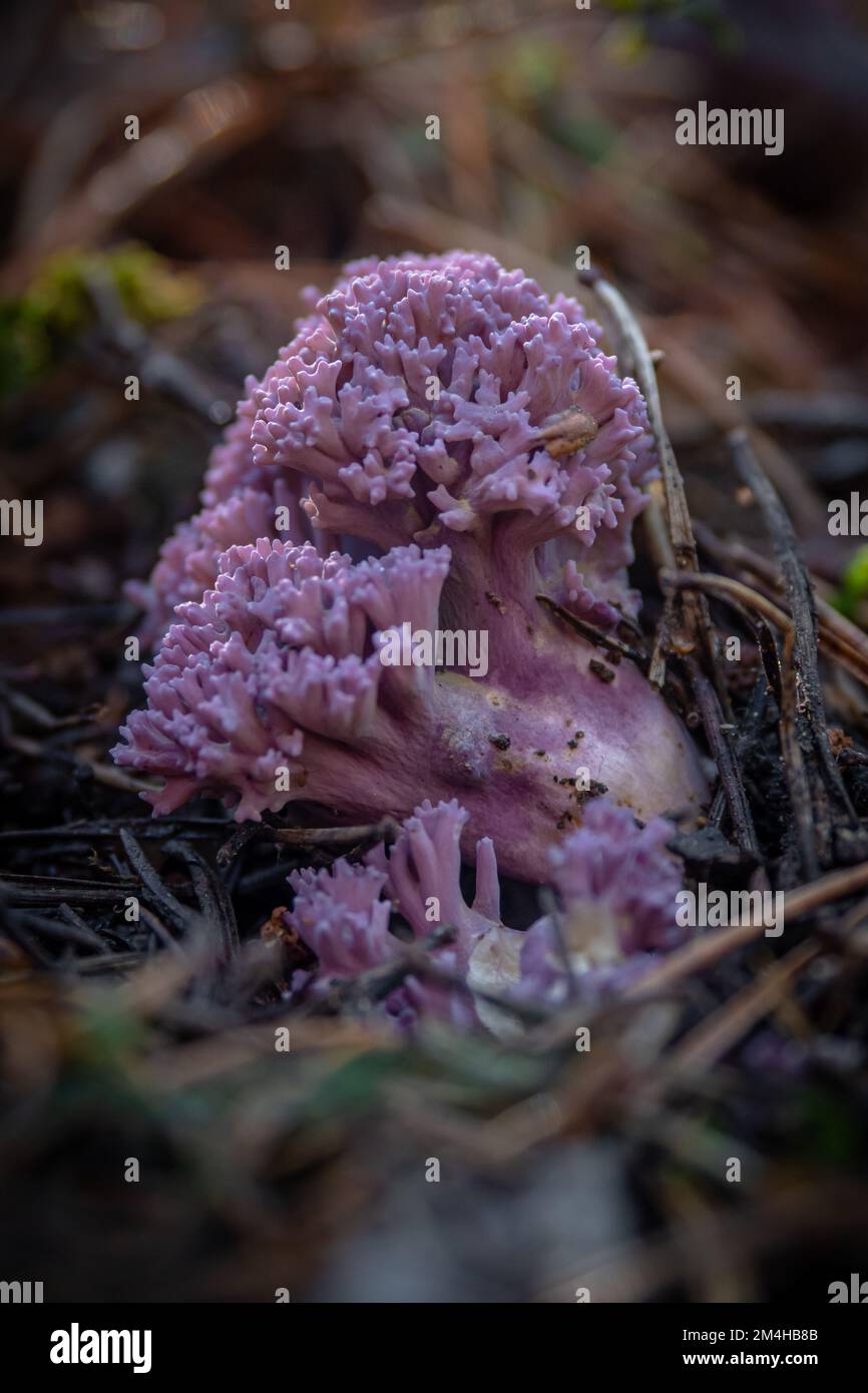 Magnifique champignon de corail coloré en pleine nature dans la forêt Banque D'Images