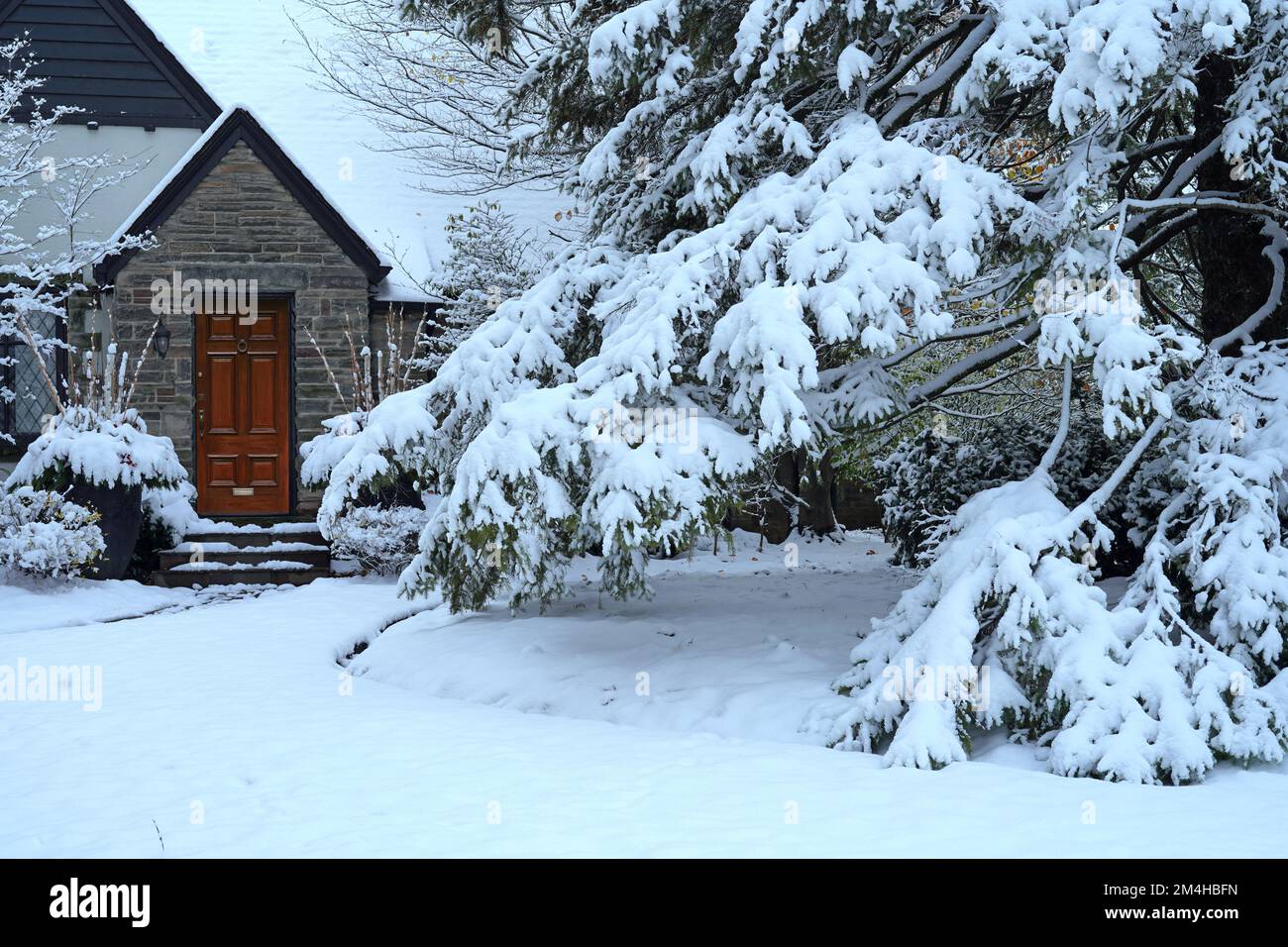 Grand pin couvert de neige dans la cour avant de la vieille maison avec pignon Banque D'Images