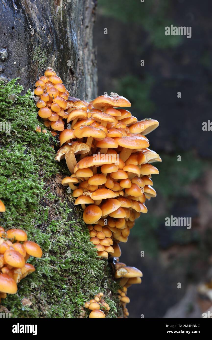 Tige de velours (velutipes de Flammulina) champignons, dont certains sont congelés et recouverts de glace, poussant sur un vieux Sycamore Tree, nord de l'Angleterre, Royaume-Uni Banque D'Images