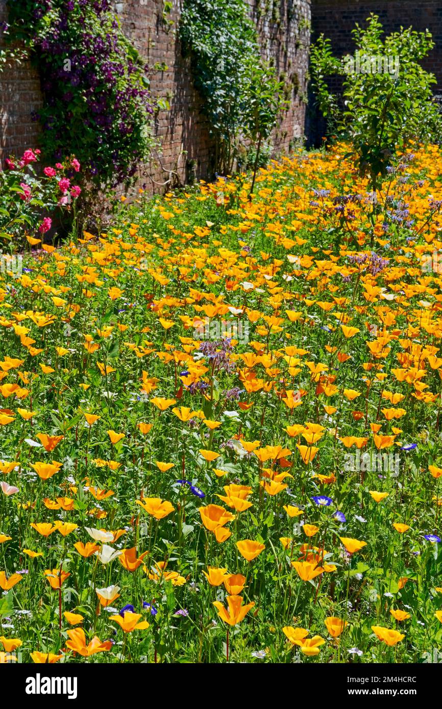 Eschscholzia californica et d'autres annuals dans une bordure de fleur. Banque D'Images