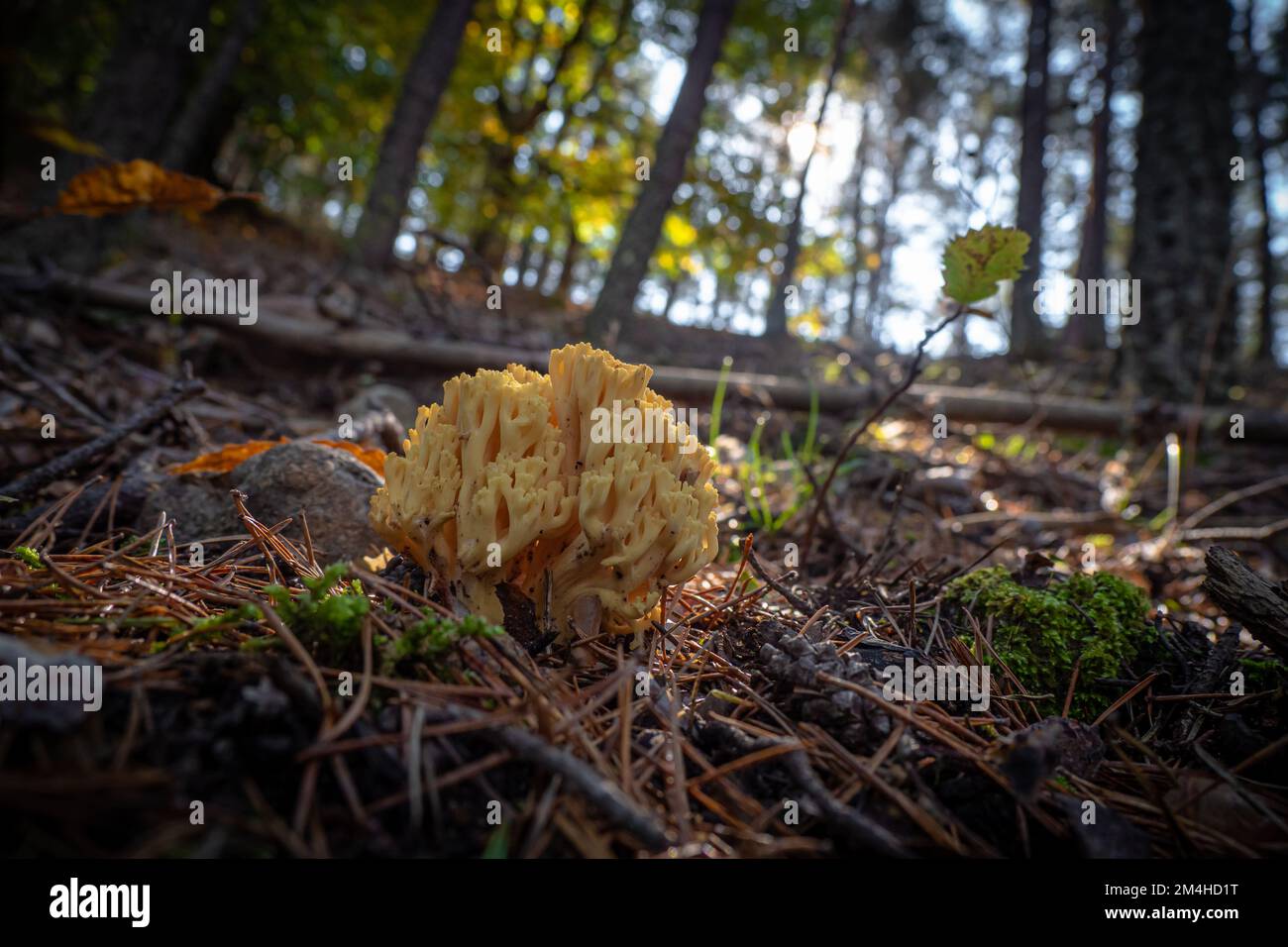 Magnifique champignon de corail coloré en pleine nature dans la forêt Banque D'Images