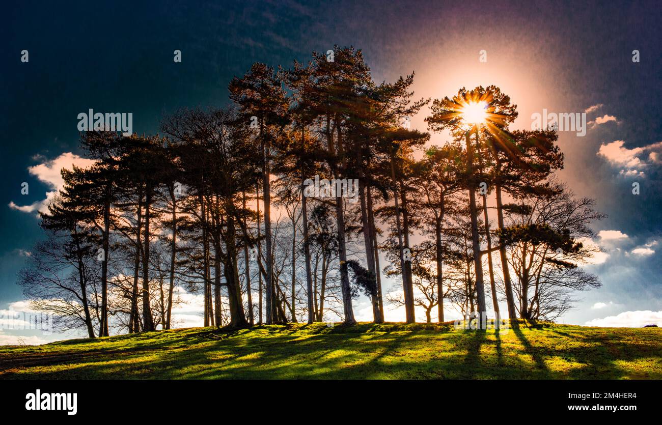 Un groupe d'arbres sur une colline, jetant une ombre. Banque D'Images