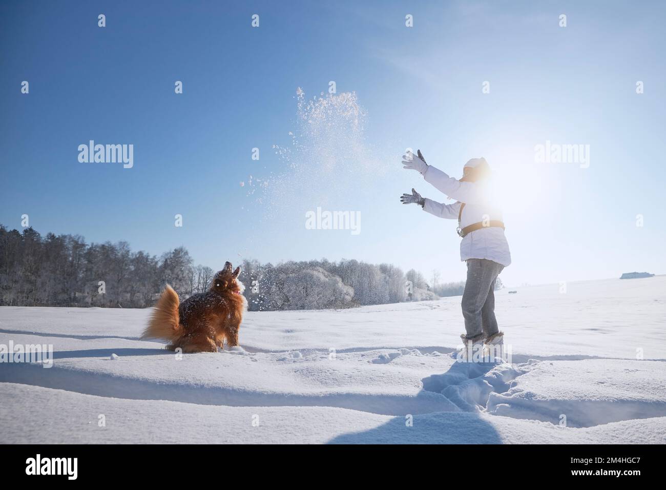 Femme jouant avec le chien pendant la marche dans un paysage enneigé. Le propriétaire d'un animal de compagnie jette de la neige avec son chien de chasse de la Nouvelle-Écosse. Banque D'Images