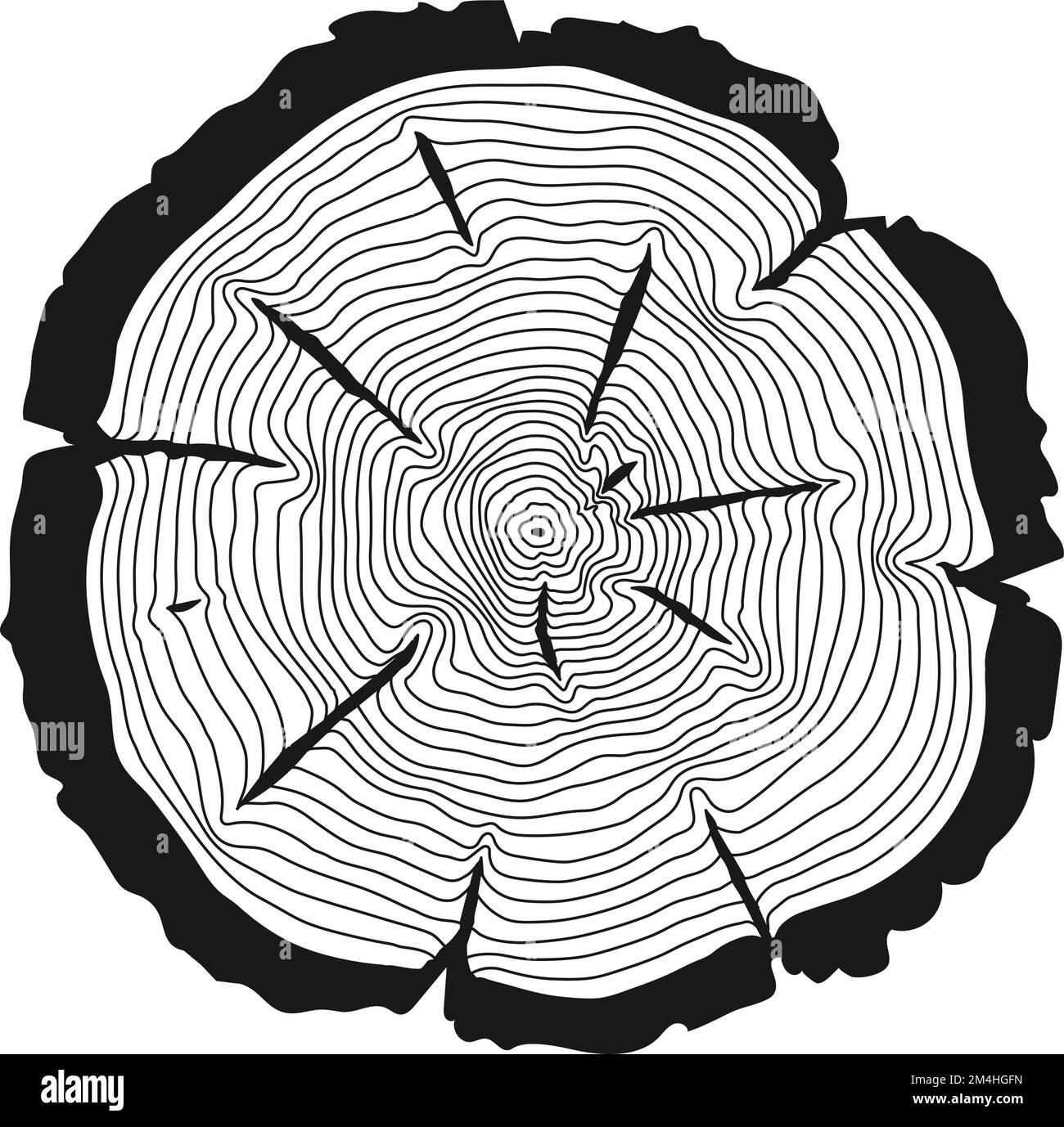 Coupe de tronc avec anneaux concentriques. Texture linéaire du bois Illustration de Vecteur