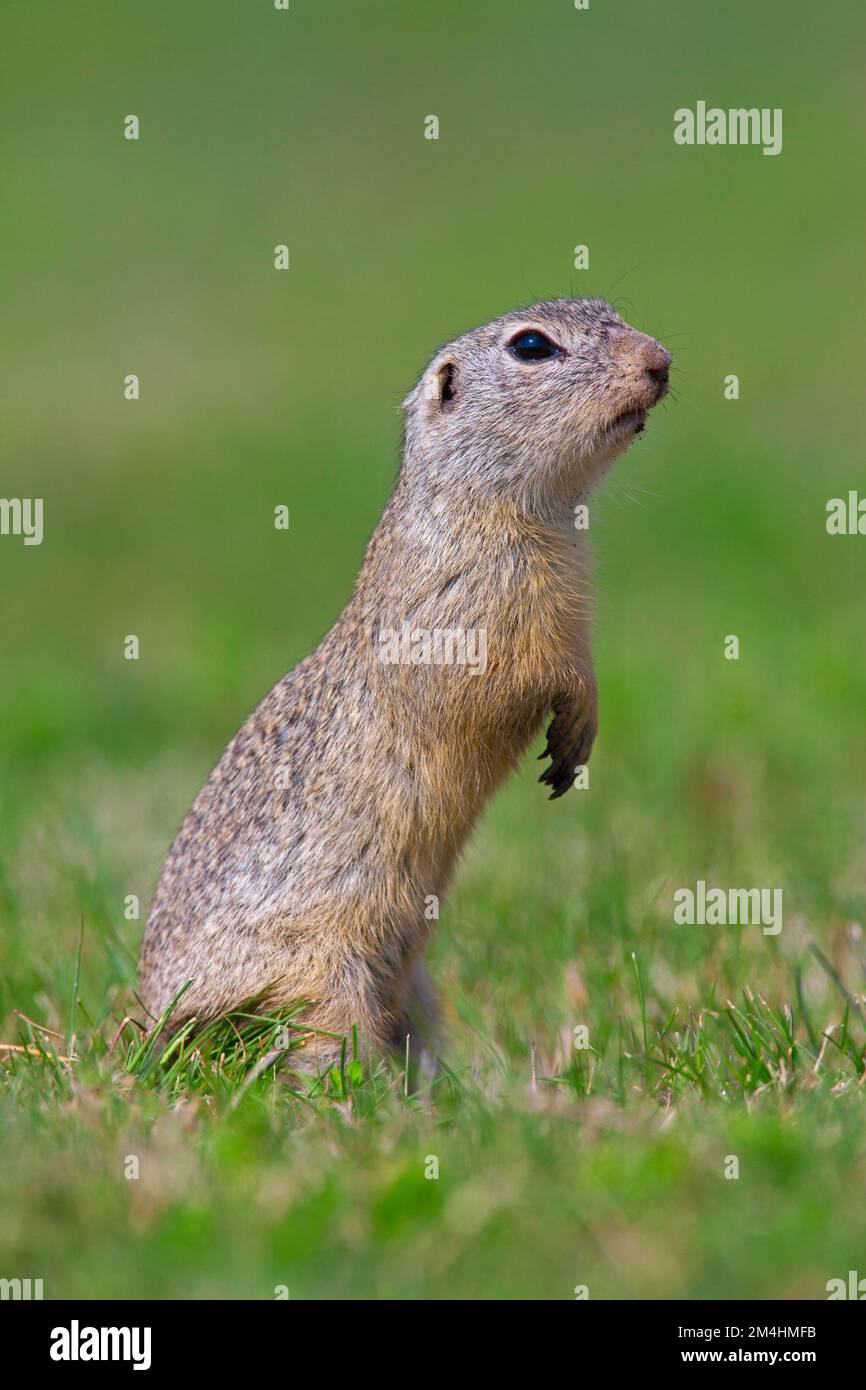 Alerte écureuil terrestre européen / souslik européen (Spermophilus citellus) sentinelle debout dans les pâturages / champ au printemps, Burgenland, Autriche Banque D'Images