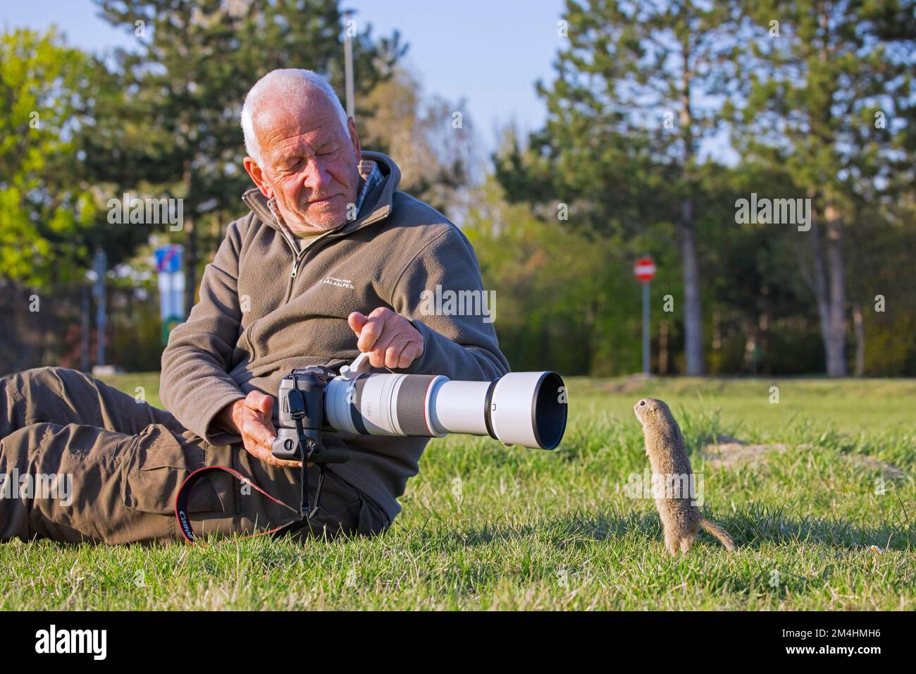 Photographe de la nature âgée prenant en photo l'écureuil de sol européen / souslik (Spermophilus citellus) sur la pelouse au printemps, Burgenland, Autriche Banque D'Images