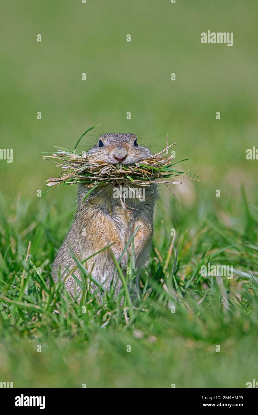 Écureuil terrestre européen / souslik (Spermophilus citellus) assis avec une bouche d'herbe pour la literie en nid dans les pâturages / champ au printemps, Autriche Banque D'Images