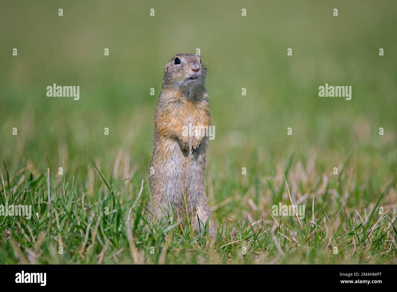 Alert écureuil terrestre européen / souslik européen (Spermophilus citellus) sentinelle debout dans les champs au printemps, Burgenland, Autriche Banque D'Images