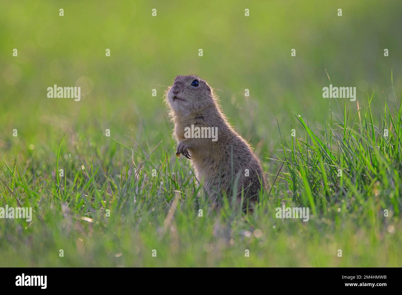 Alert écureuil terrestre européen / souslik européen (Spermophilus citellus) sentinelle debout dans les champs au printemps, Burgenland, Autriche Banque D'Images