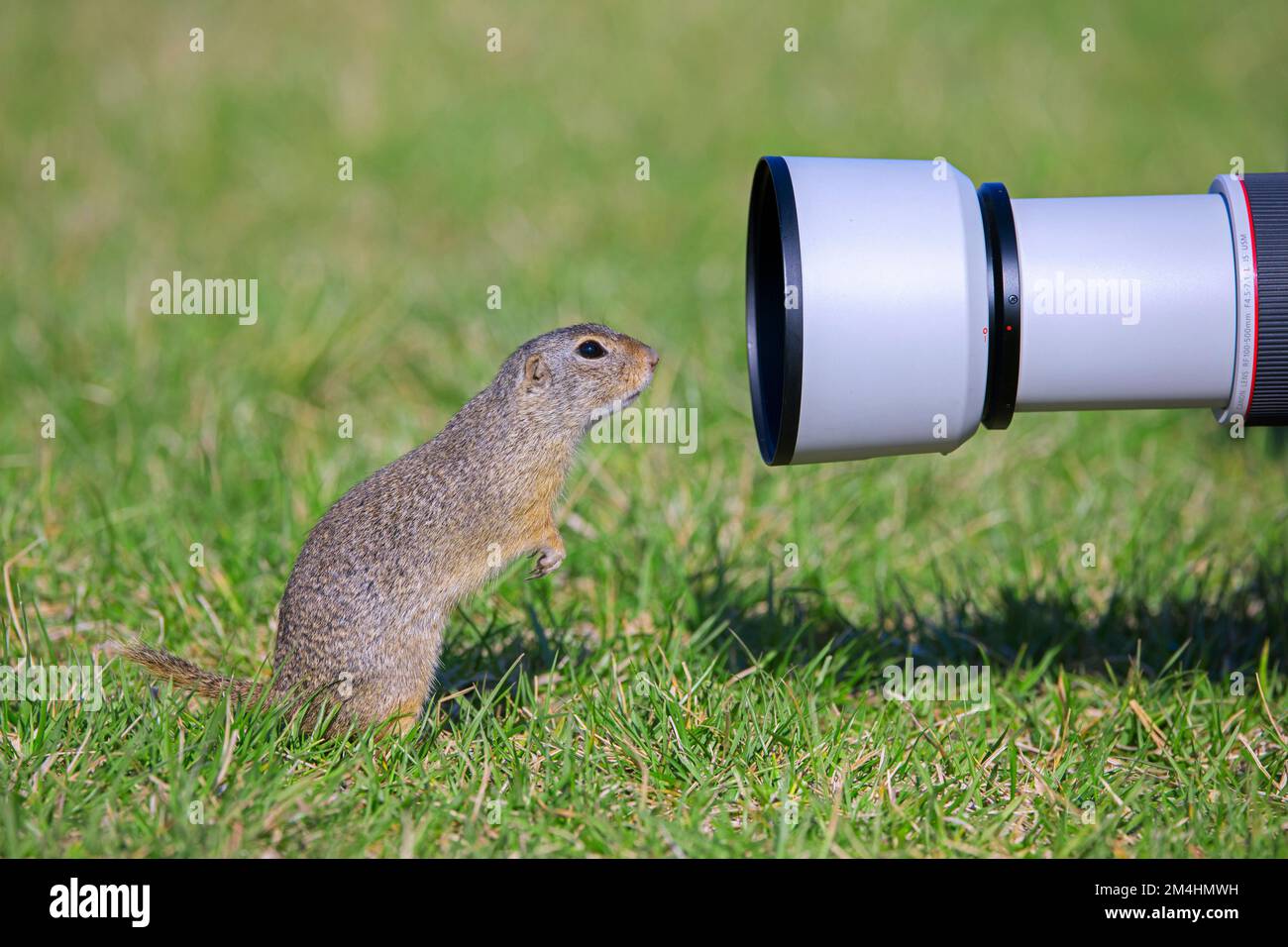 Curieux écureuil européen / Souslik européen (Spermophilus citellus / Citellus citellus) regardant dans l'objectif de l'appareil photo de photographe de la nature Banque D'Images