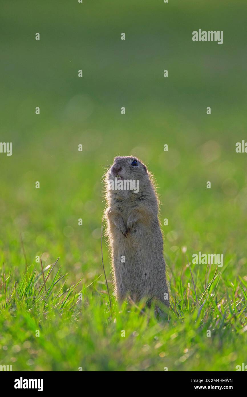 Alert écureuil terrestre européen / souslik européen (Spermophilus citellus) sentinelle debout dans les champs au printemps, Burgenland, Autriche Banque D'Images