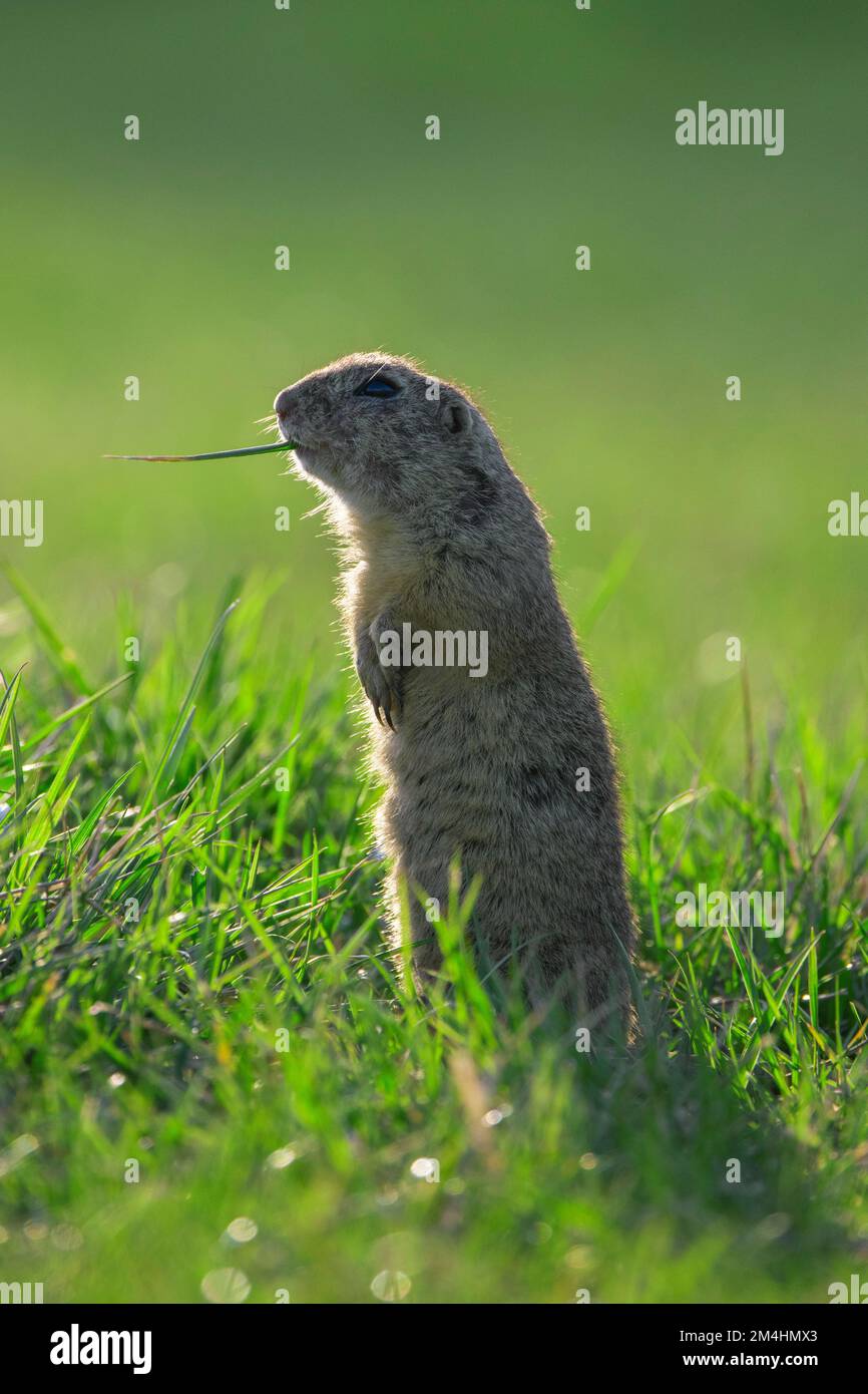 Écureuil terrestre européen / Souslik européen (Spermophilus citellus) debout et mangeant lame d'herbe dans les champs / champ au printemps, Autriche Banque D'Images