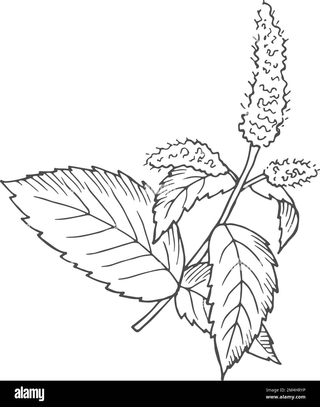 Esquisse MiNT. Dessin botanique. Plante dessinée à la main Illustration de Vecteur