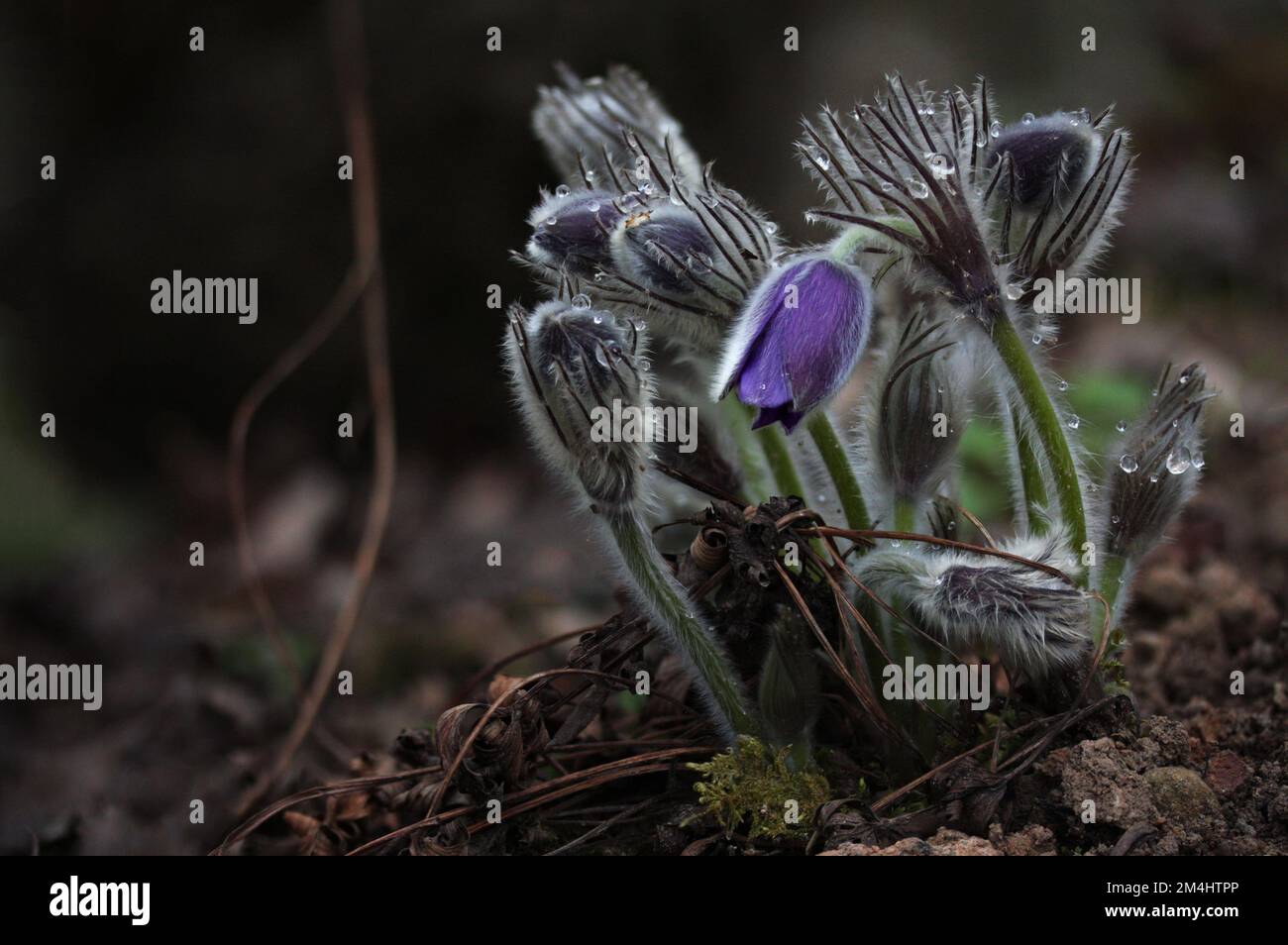 La fleur de palets de l'est pourpre (Pulsatilla patens) fleurit au printemps dans la forêt de Lituanie Banque D'Images