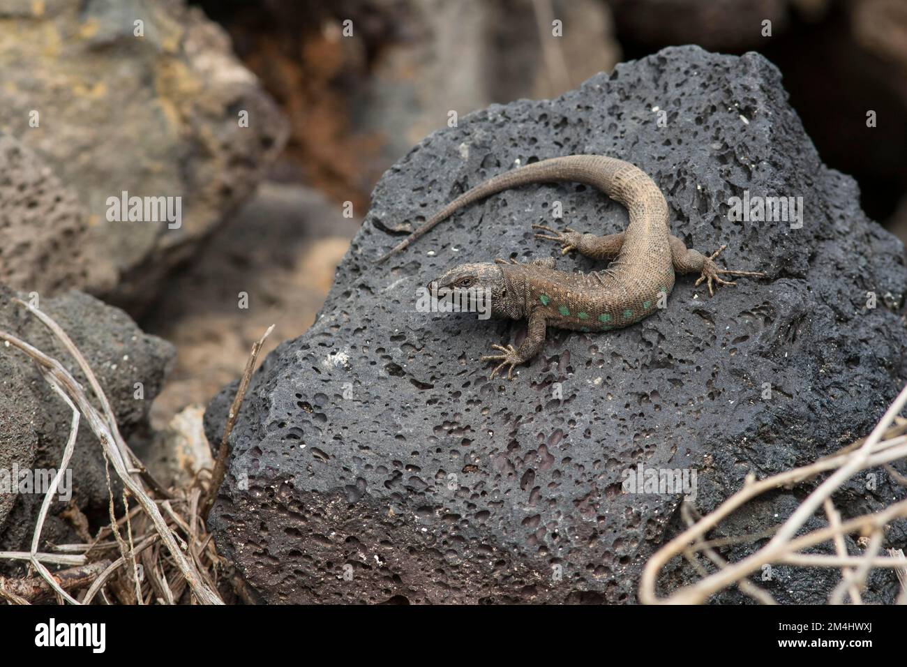 Lézard atlantique (Gallotia atlantica), Lanzarote, Îles Canaries, Espagne Banque D'Images