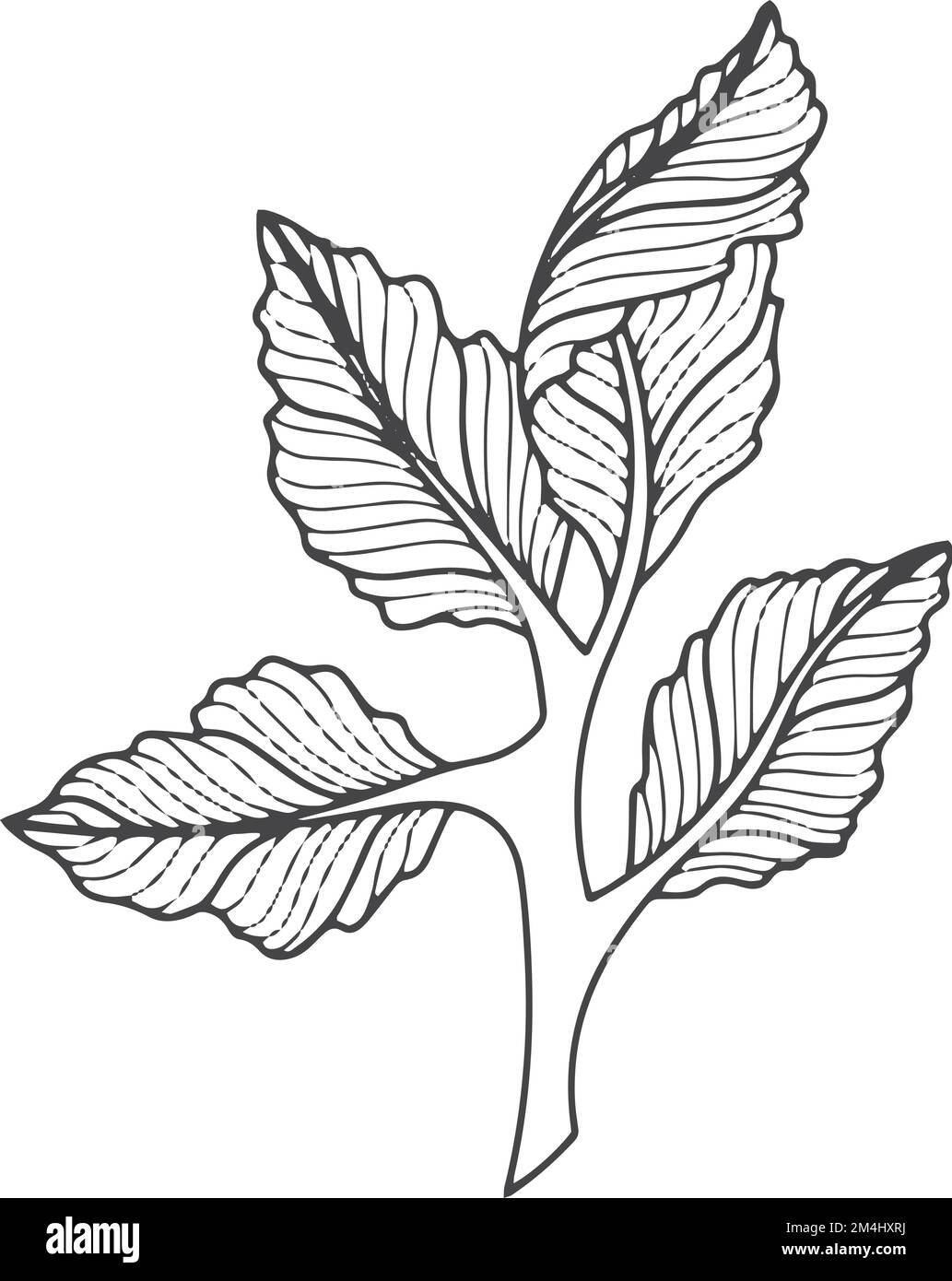 Branche de feuilles de style asiatique. Dessin d'élément botanique Illustration de Vecteur
